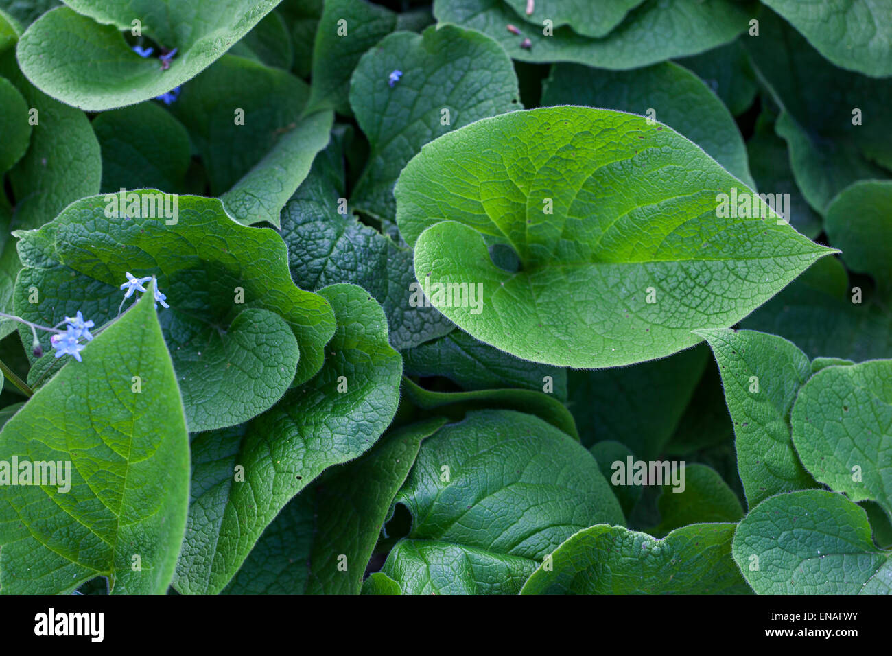 Sibirische Bugloss Brunnera macrophylla Stockfoto