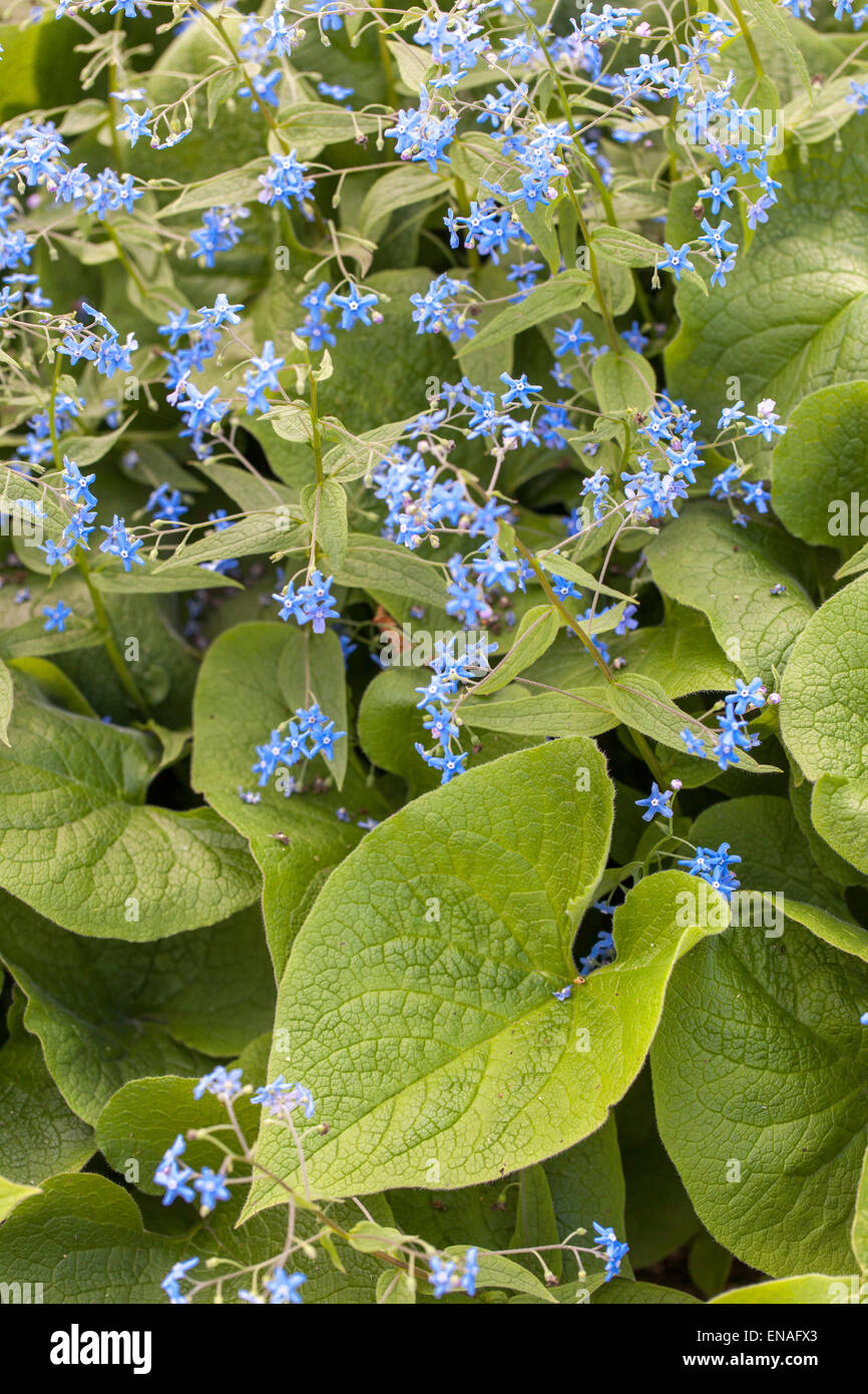 Sibirische Bugloss Brunnera macrophylla Stockfoto