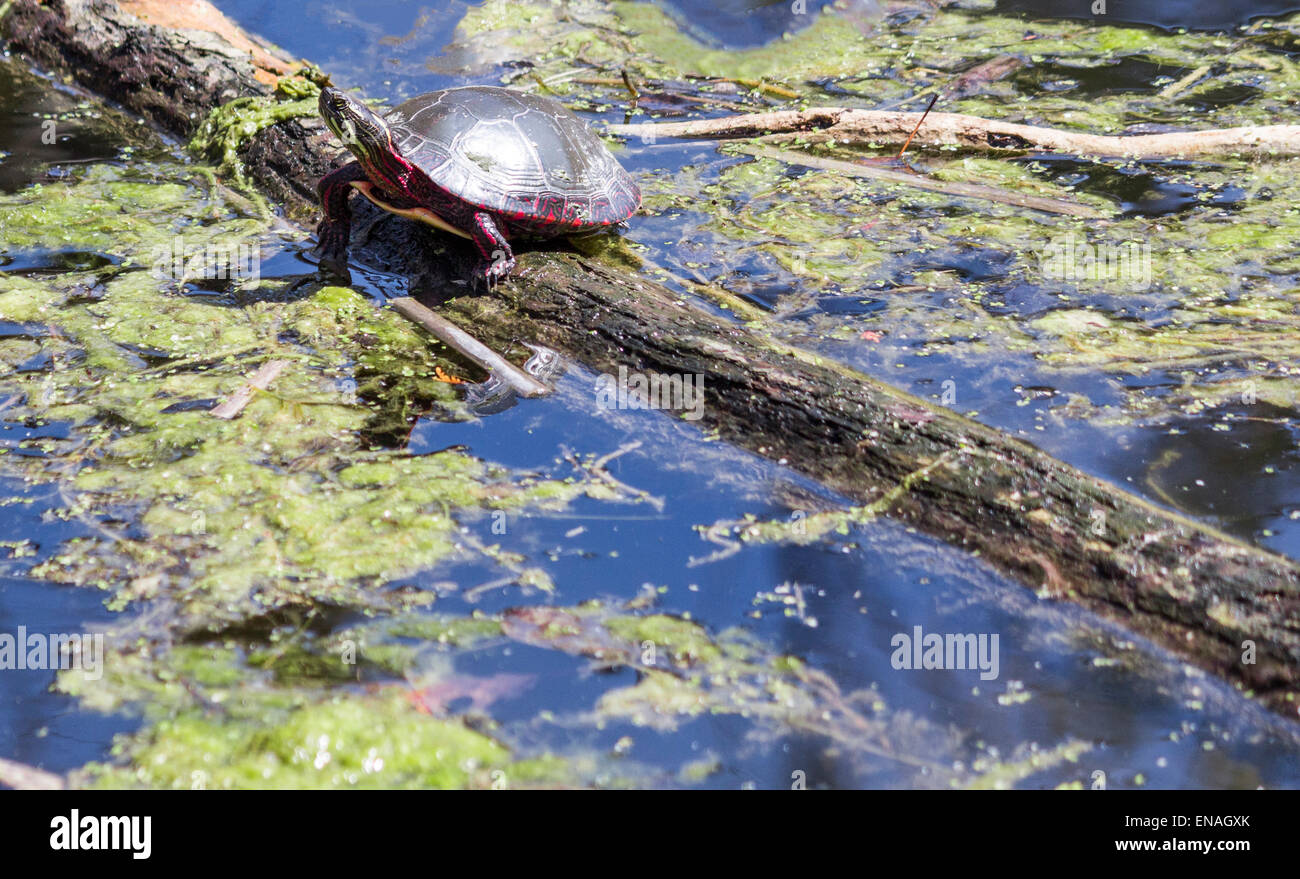Gemalte Schildkröte sonnt sich in der Sonne auf einem Baumstamm in einem Feuchtgebiet Sumpf im Wasser schwimmende Stockfoto