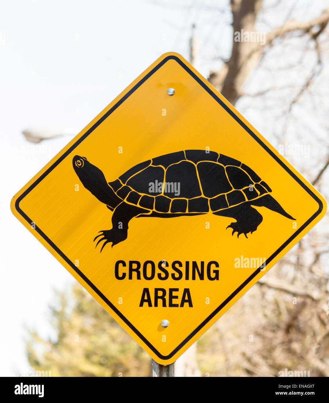 Schildkröte Kreuzung Zeichen Stockfoto