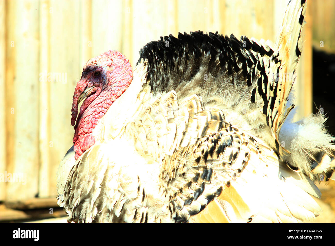 Türkei mit schwebenden roten Nase und große tail Stockfoto