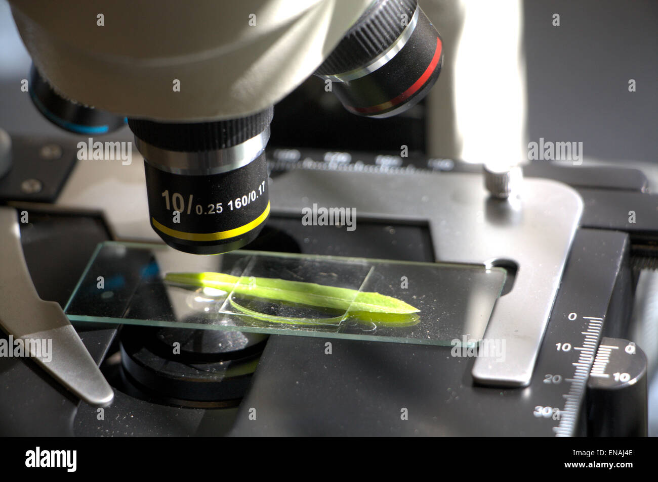 10 X Power, ein Blatt zu prüfen Stockfoto