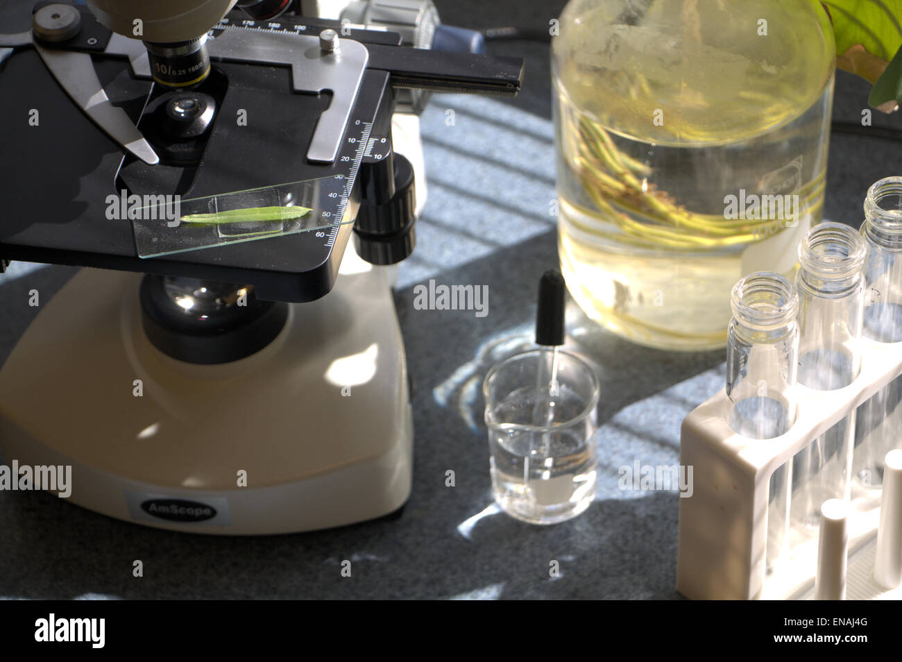 Ein Blatt unter dem Mikroskop untersuchen Stockfoto