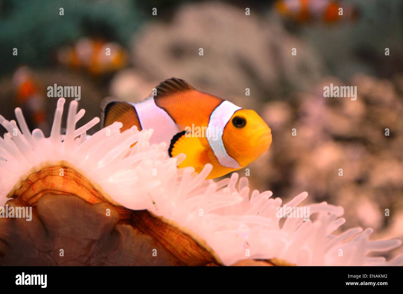 Natur, Wild, Fisch Stockfoto