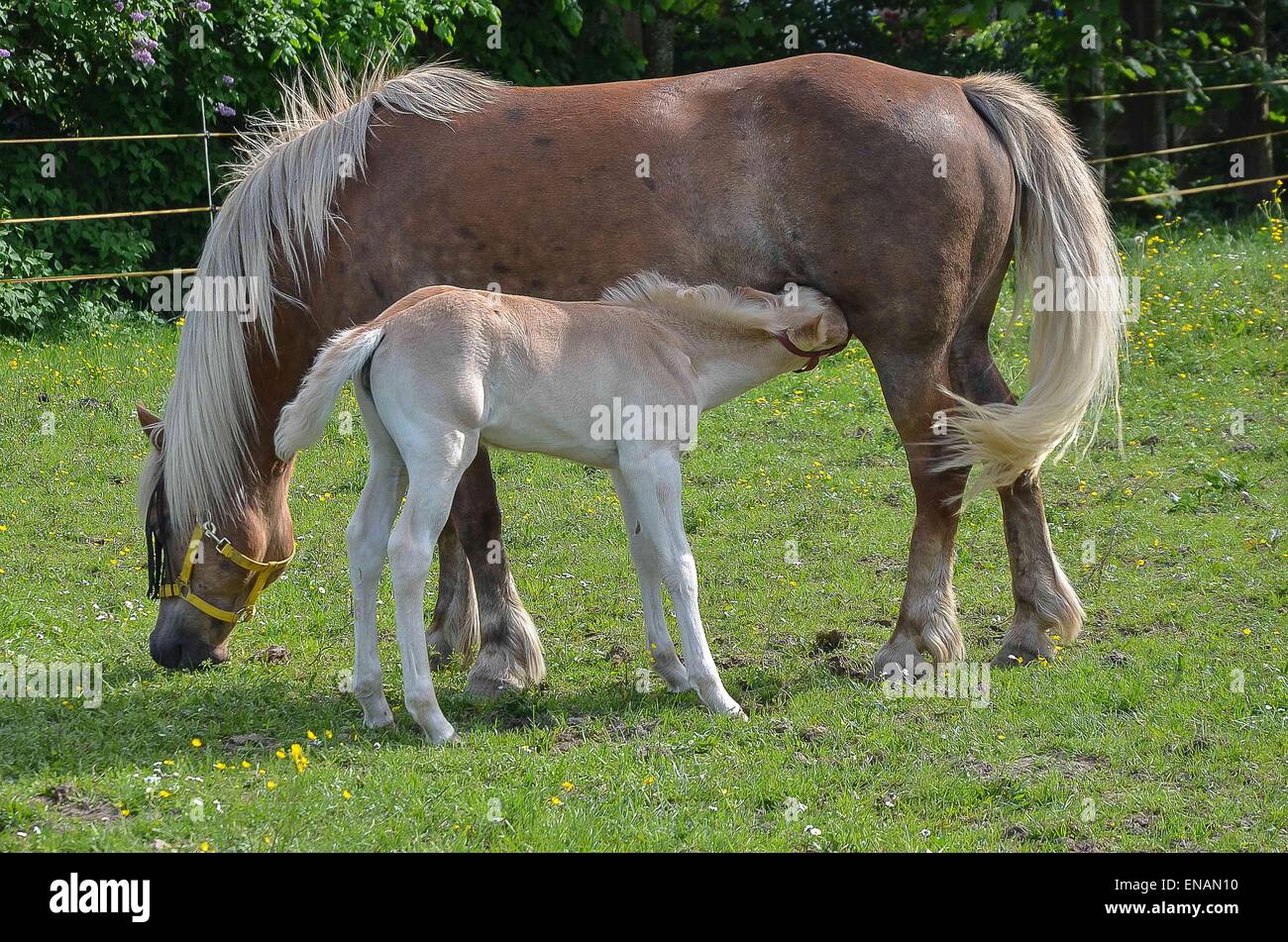 Beziehung zwischen Stute und Fohlen sind extrem wichtig für die Verklebung und funktionieren als mütterliche Nachkommen paar. Stockfoto