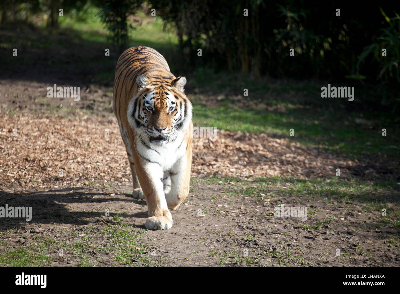 Ein Sibirischer Tiger zu Fuß entlang eines Pfads Stockfoto