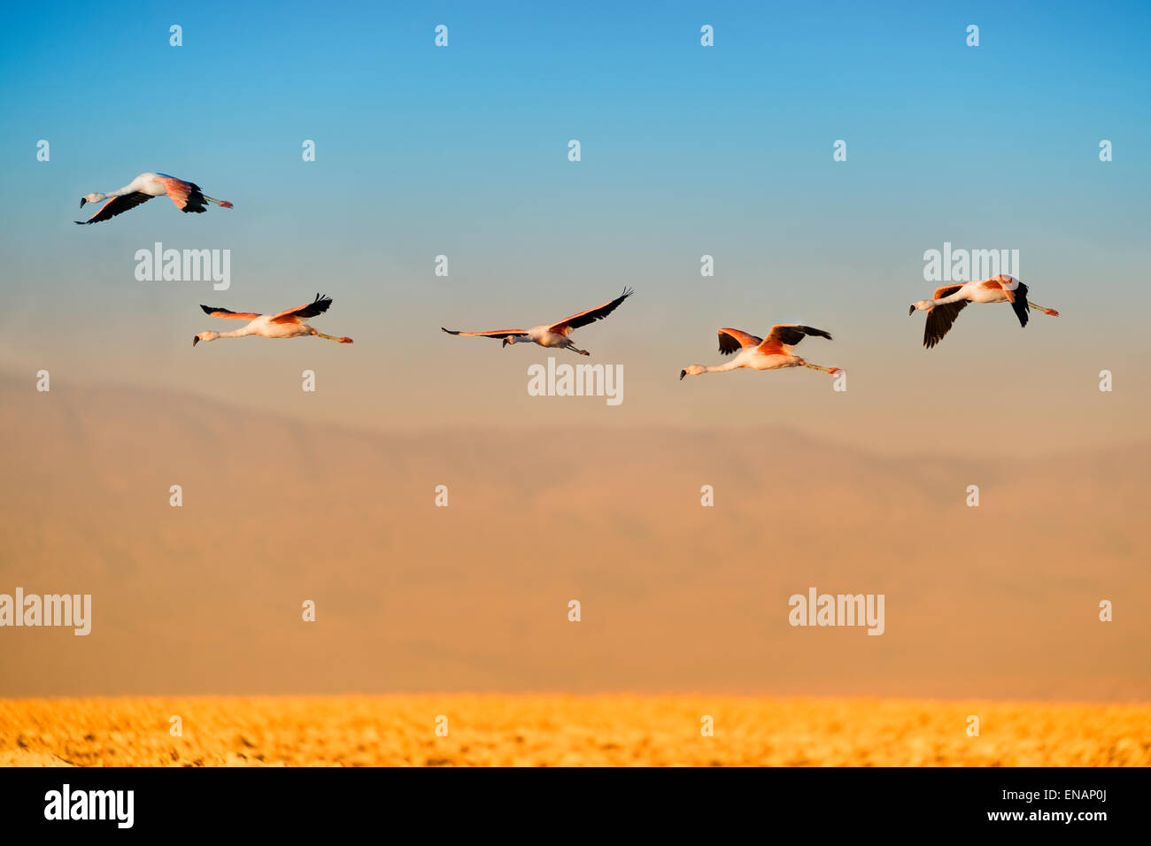 Anden-Flamingos im Flug (Phoenicoparrus Andinus), Phoenicopteridae Familie, Laguna de Chaxa, Atacamawüste, Chile Stockfoto