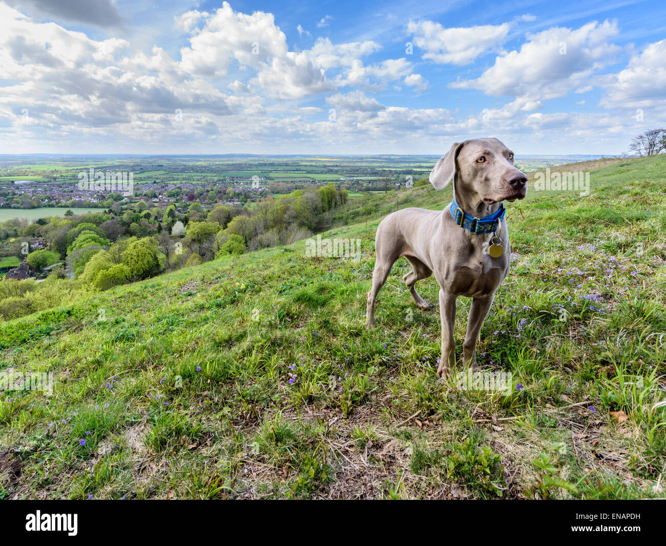 Ein Blick vom weißen Blatt Hill über Princes Risborough und Aylesbury Vale mit Buffy der Weimarinar Hund auf. Stockfoto