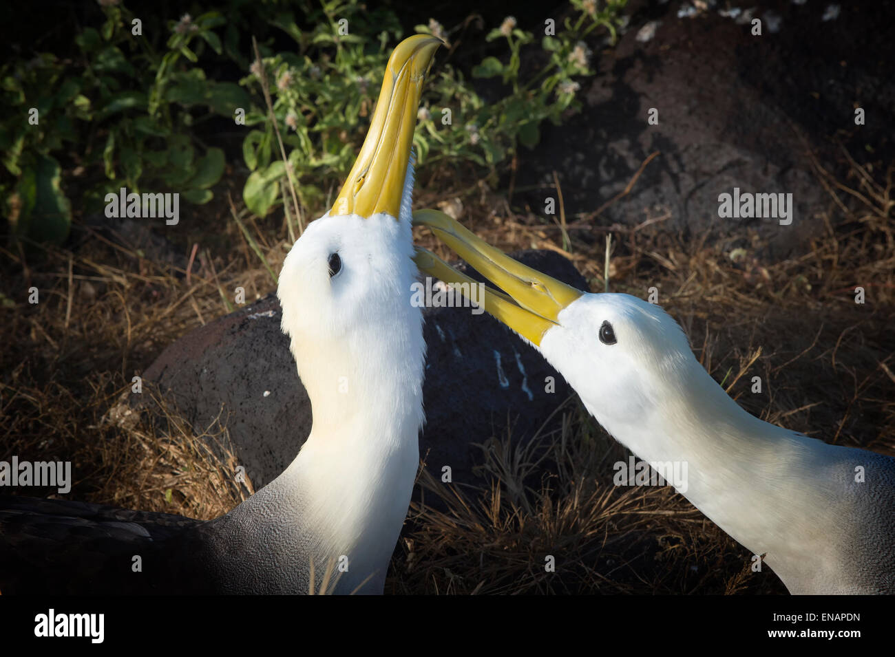 Albatrosse (Phoebastria Irrorata), winkte Insel Hispanola, Galapagos, Ecuador Stockfoto