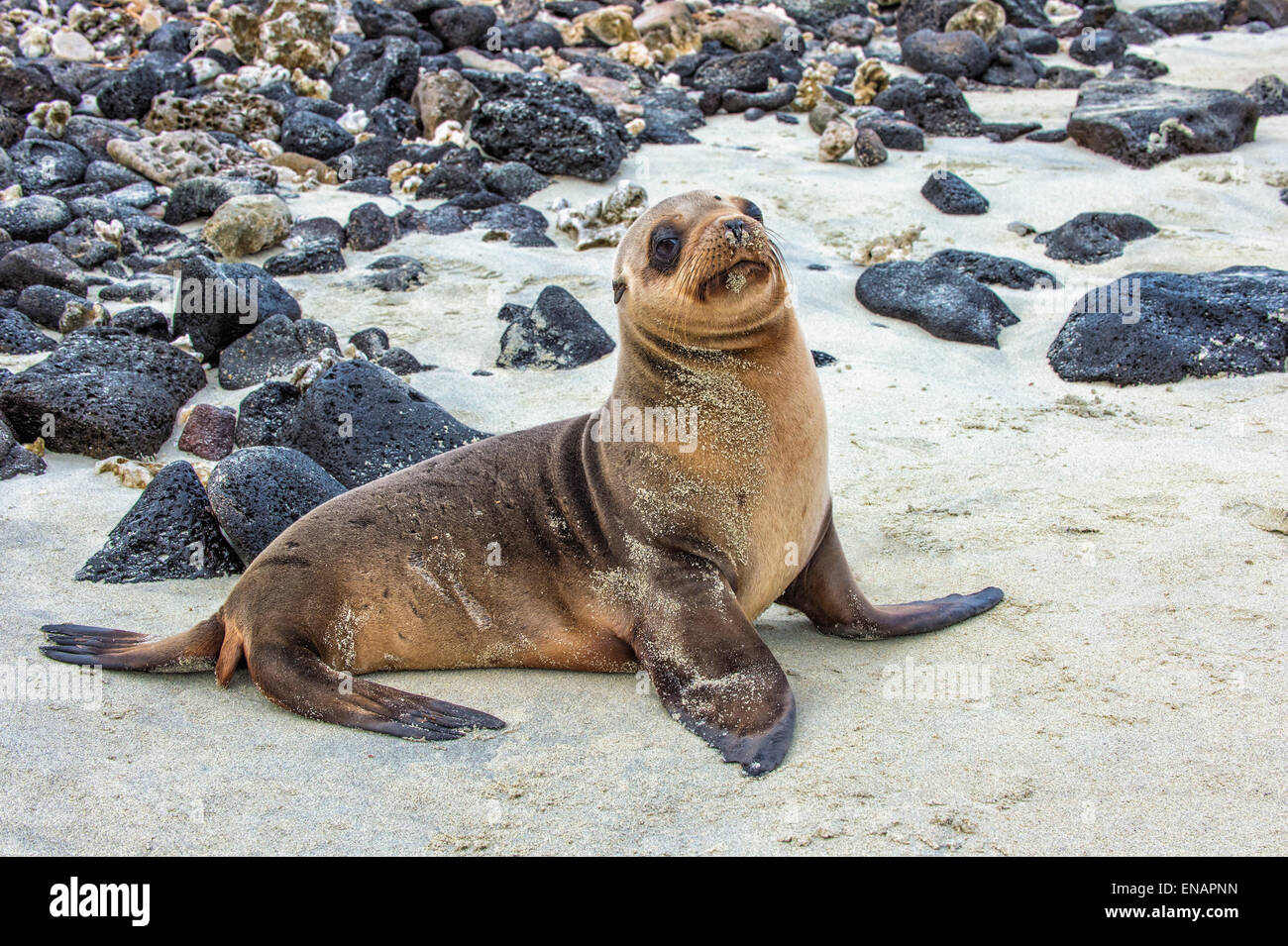 Galapagos sea lion pup (zalophus californianus wollebaeki) Stockfoto