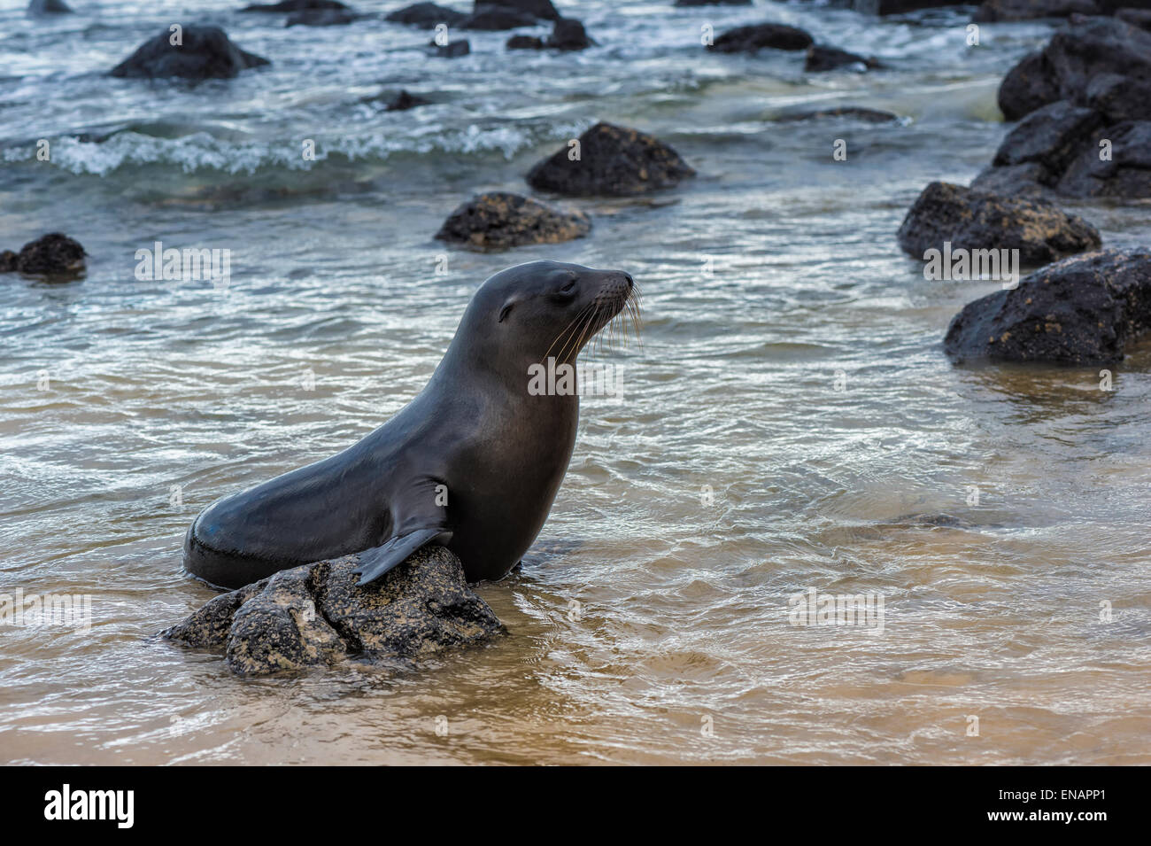 Young-Galapagos-Seelöwe (Zalophus Californianus Wollebaeki) Stockfoto