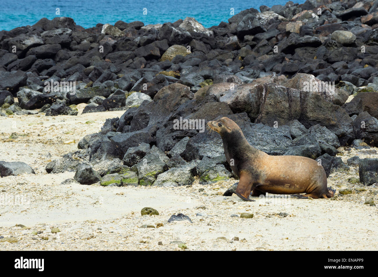 Männliche Galapagos-Seelöwe (Zalophus Californianus Wollebaeki), Genovesa Island, Galapagos, Ecuador Stockfoto