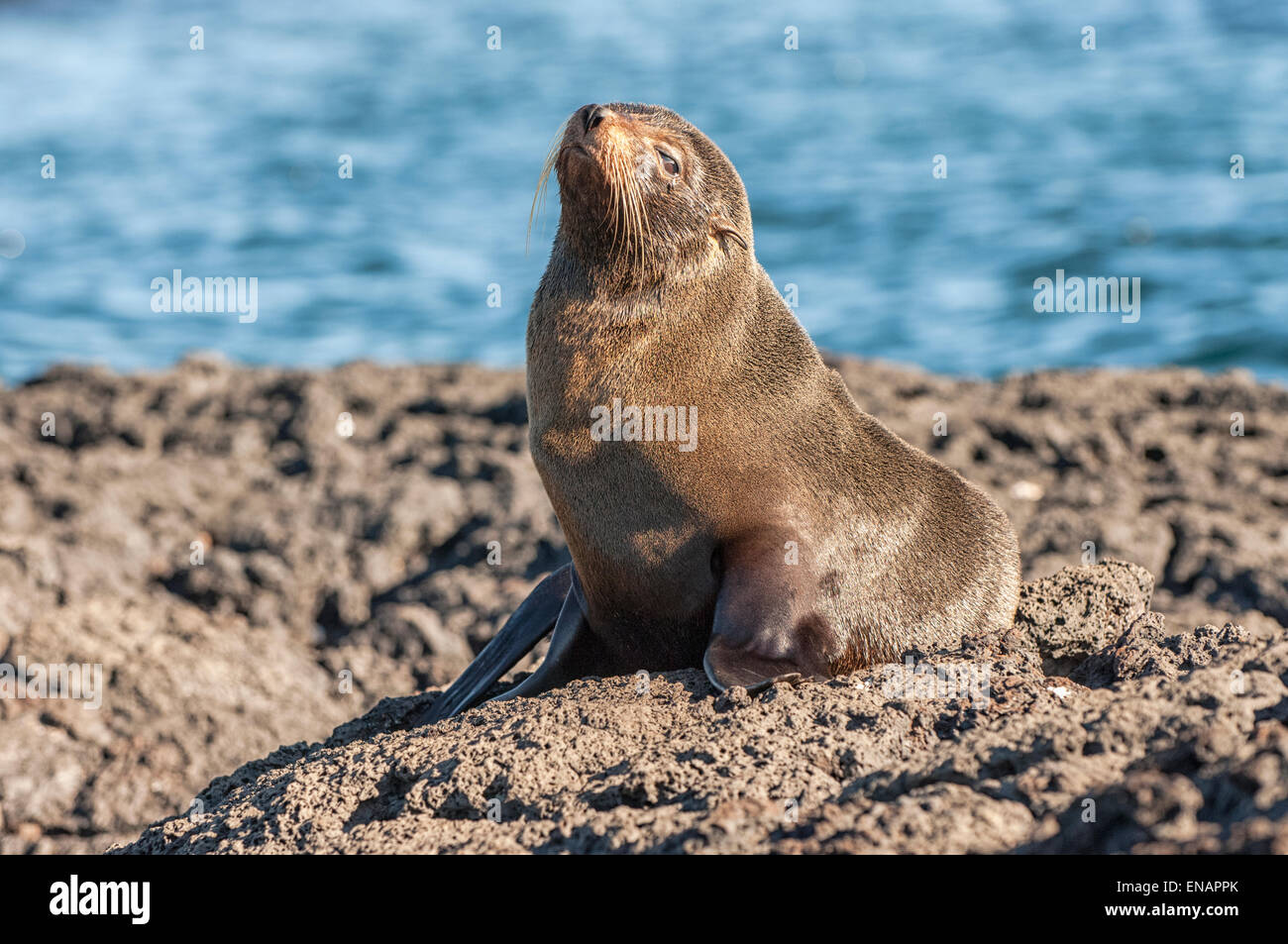 Galápagos-Seebär (Arctocephalus Galapagoensis) Stockfoto