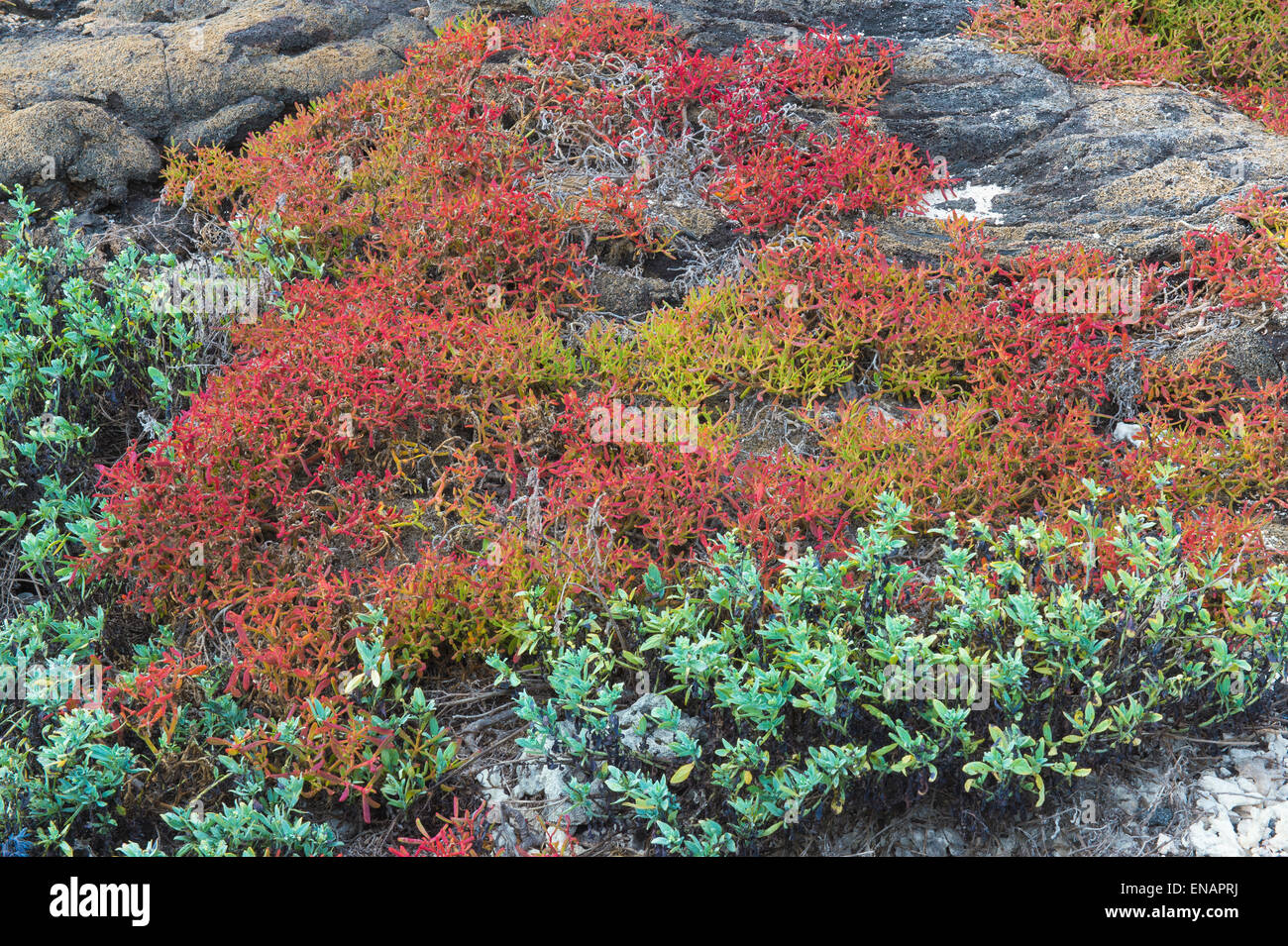 Vegetation auf chinesische Hut ab Santiago Insel, Galapagos, Ecuador, UNESCO-Weltkulturerbe Stockfoto