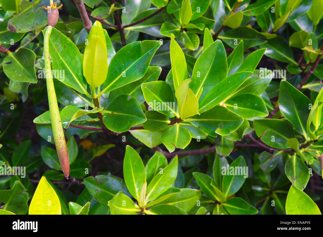 Rote Mangroven (Rhizophora Mangle), Genovesa Island, Galapagos, Ecuador Stockfoto