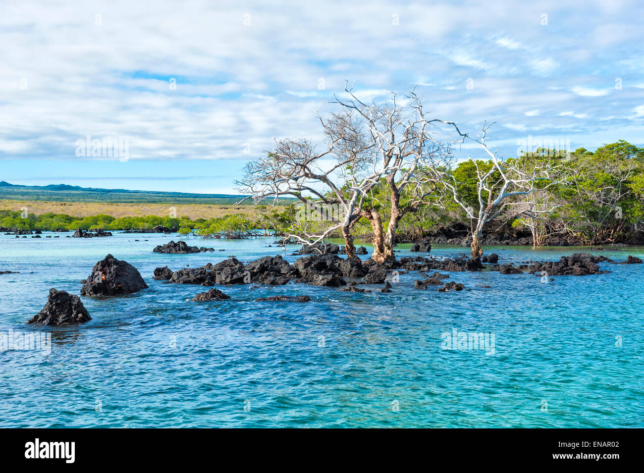 Elisabeth Bucht, Insel Isabela, Galapagos, Ecuador, Unesco Weltkulturerbe Stockfoto