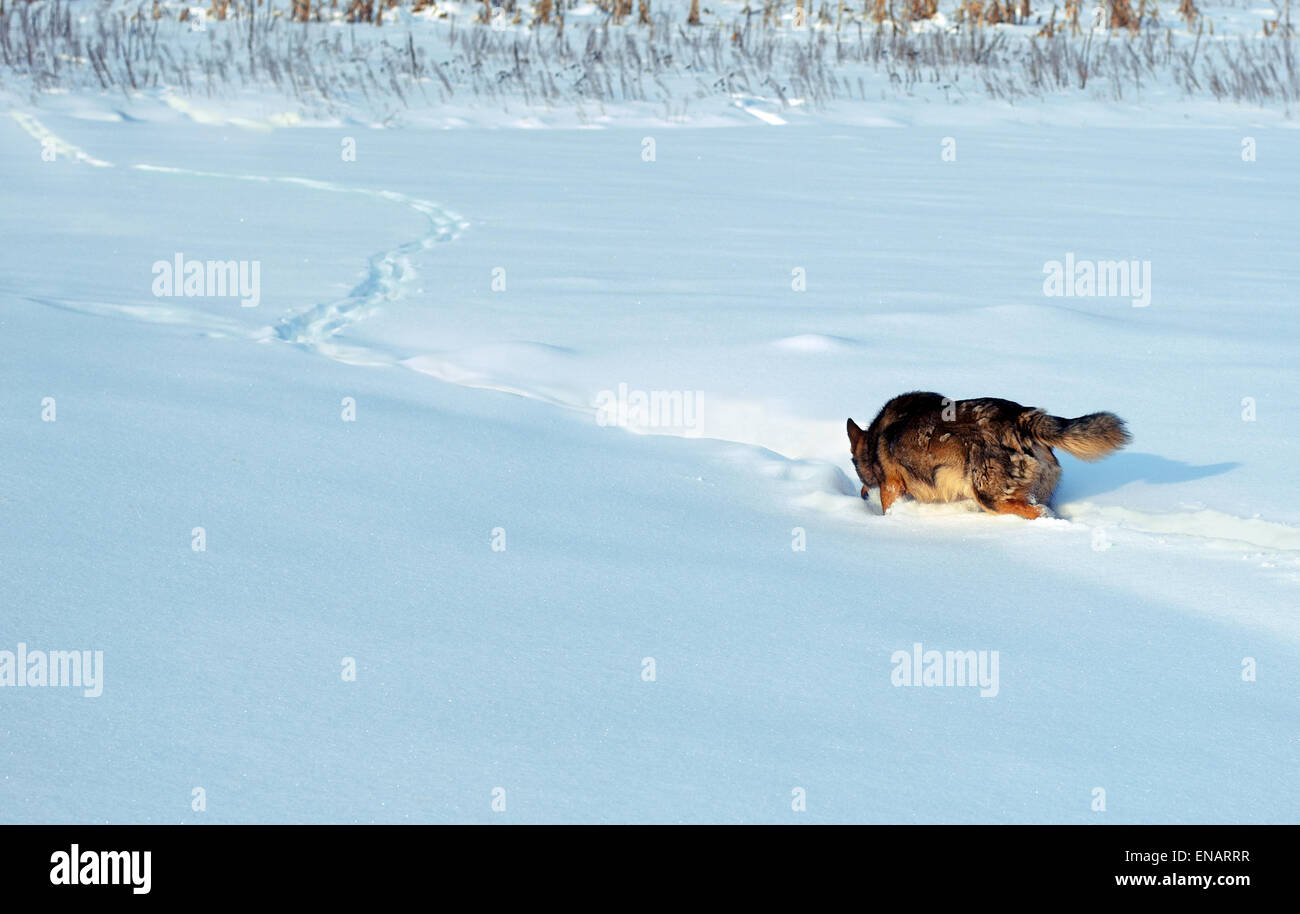 Hund läuft im Tiefschnee Stockfoto