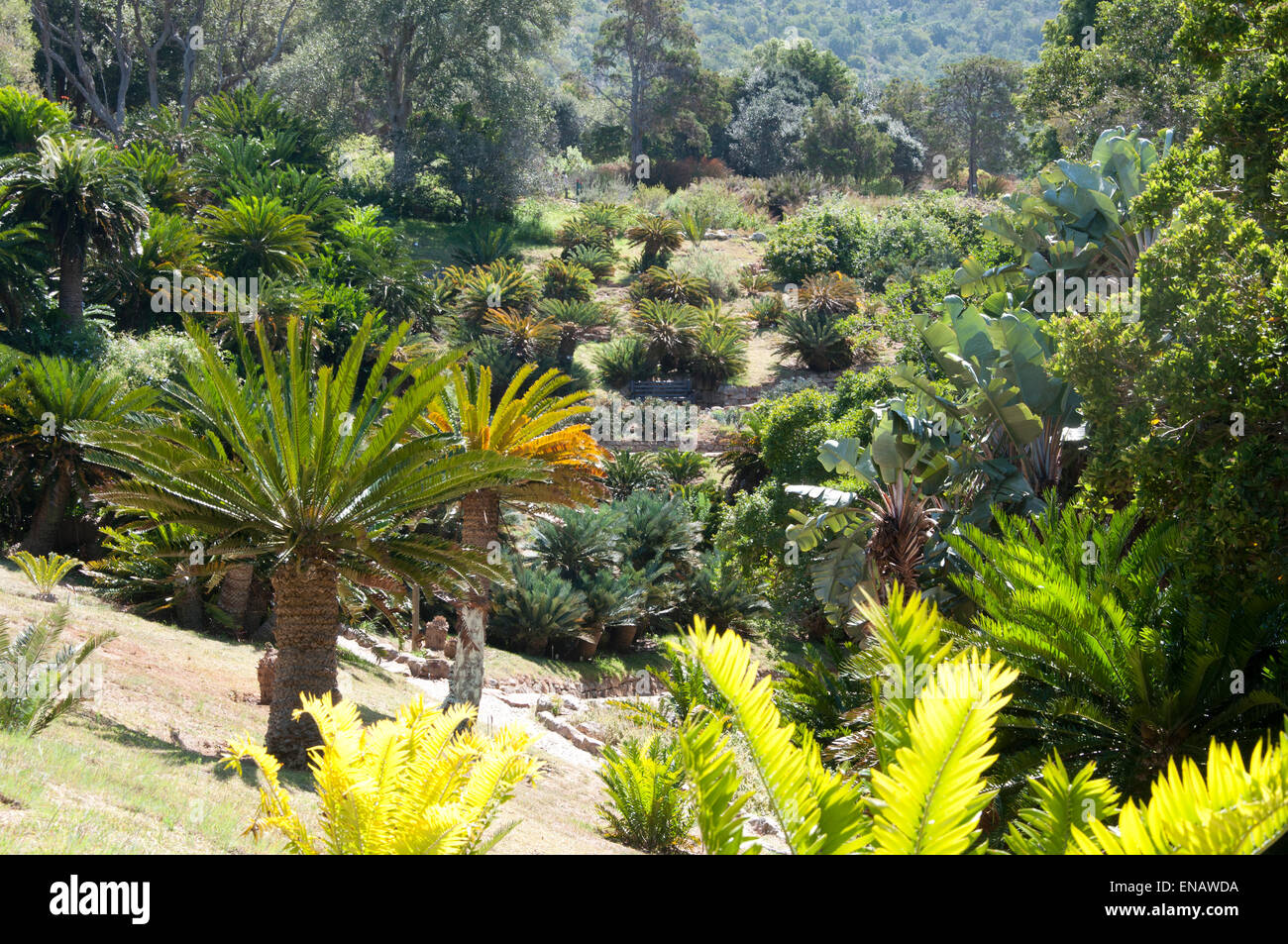 Cycad Amphitheater. Nationalen botanischen Garten von Kirstenbosch. Cape Town, Südafrika Stockfoto
