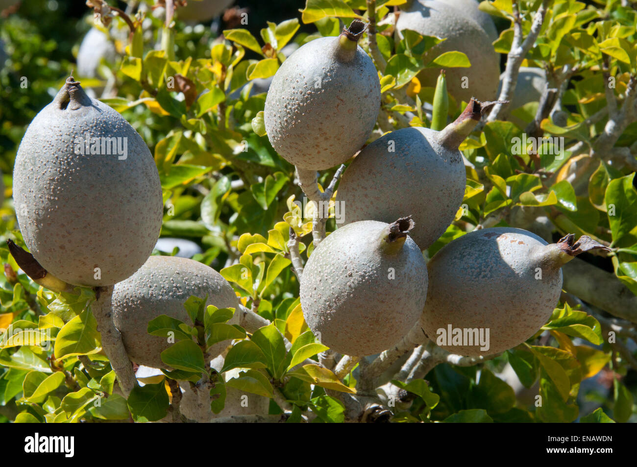 Gardenia Thunbergii. Früchte der wilden Gardenia. Nationalen