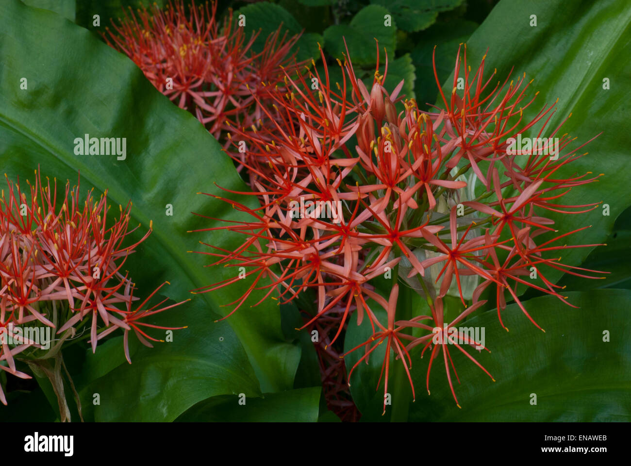 Scadoxos Multiflorus sub SP. Katharinae. Feuerball-Lilie. Nationalen botanischen Garten von Kirstenbosch. Cape Town. Südafrika Stockfoto