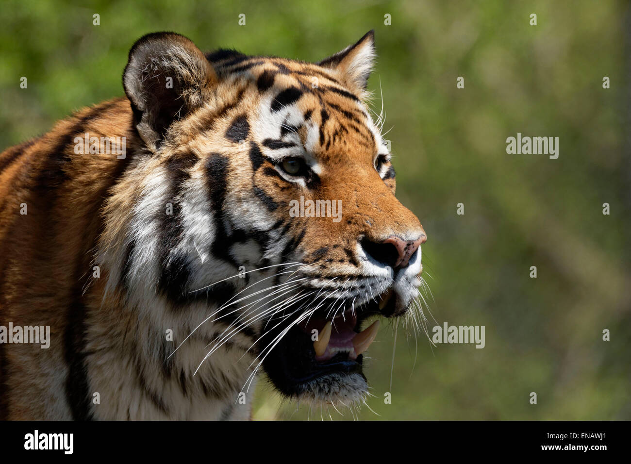 Porträts von einem indischen Tiger (Panthera Tigris), Stockfoto