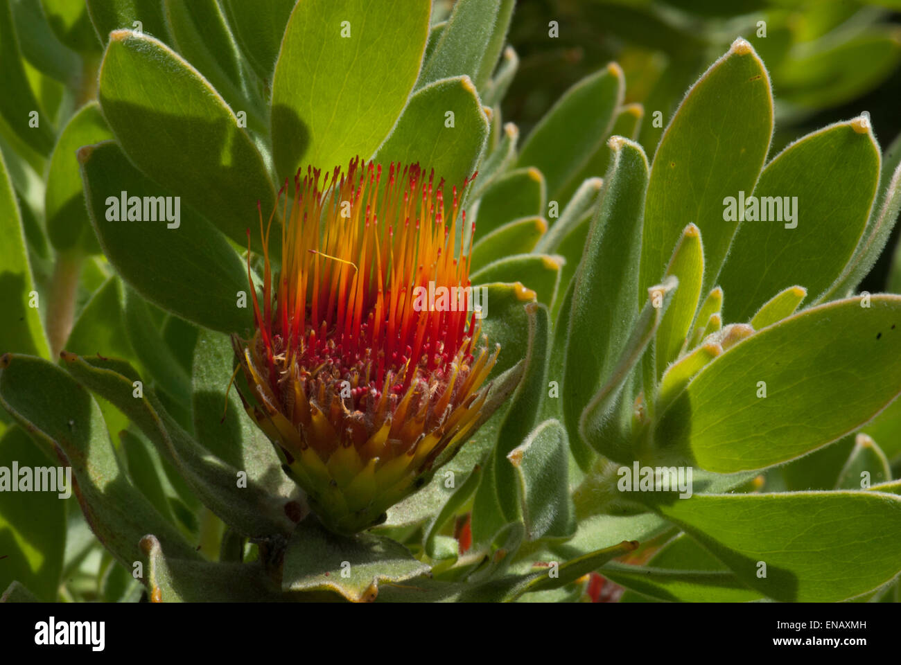 Das Protea Leucospermum Oleifolium. Getuftete Nadelkissen. Nationalen botanischen Garten von Kirstenbosch. Cape Town. Südafrika Stockfoto