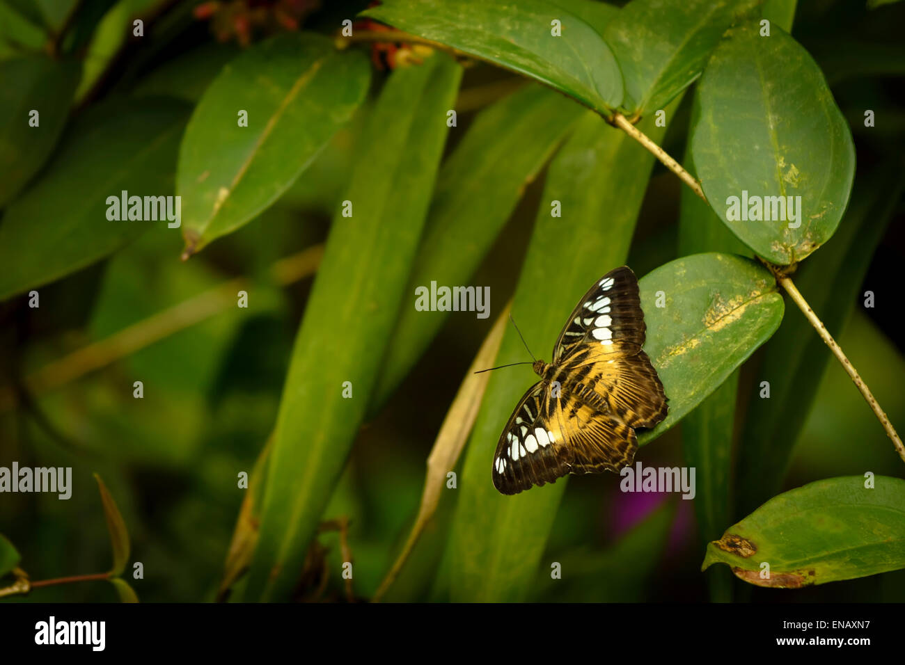 Die Clipper Parthenos Sylvia ist eine Art von Nymphalid Schmetterling gefunden in Süd- und Südost-Asien, vor allem in Waldgebieten. Stockfoto