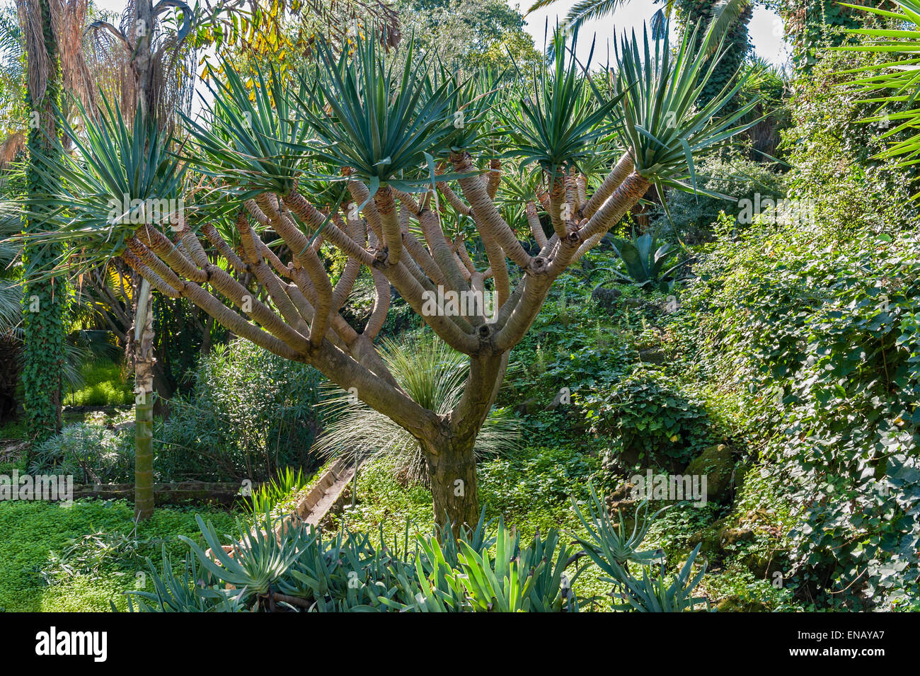 Ein Drachenbaum (Dracaena draco) im Garten von Villa Paterno, Catania,  Sizilien, Italien, hoch an den Hngen des tna Stockfotografie - Alamy