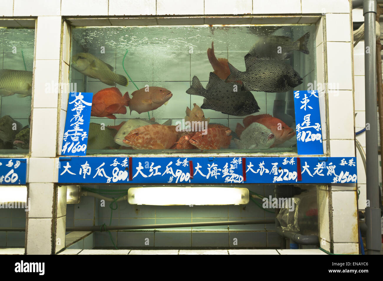 dh Chinesischer Markt Fischtanks MÄRKTE HONGKONG zum Verkauf china Wet Fish Live Märkte Stockfoto