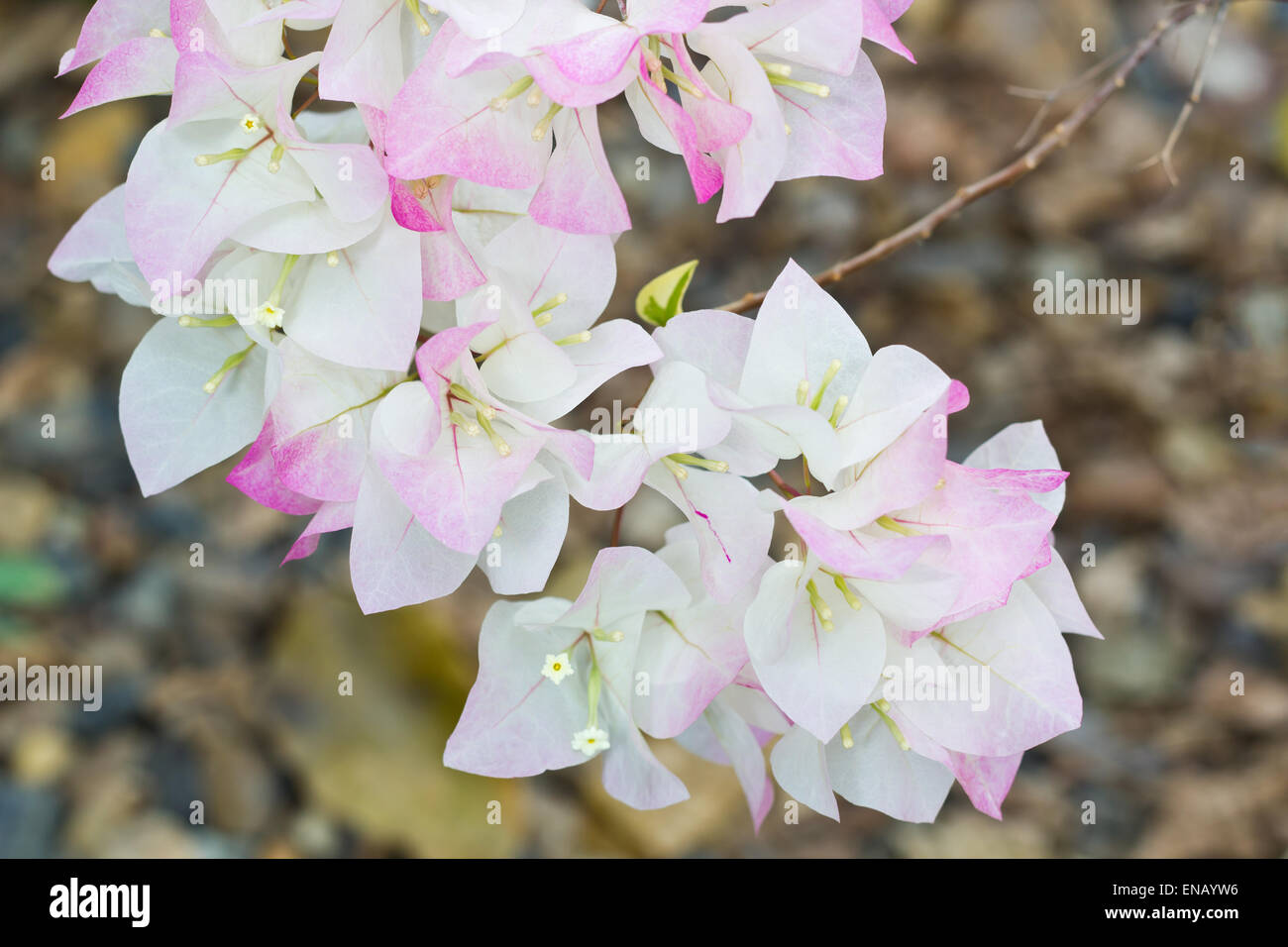 Rosa und weiße Bougainvillea Blumen im Garten Stockfoto