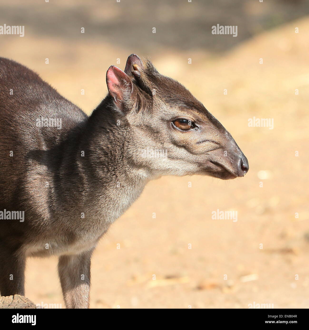 Reife Blue Duiker Antilope (Cephalophus Monticola) Porträt, Nahaufnahme des Kopfes Stockfoto