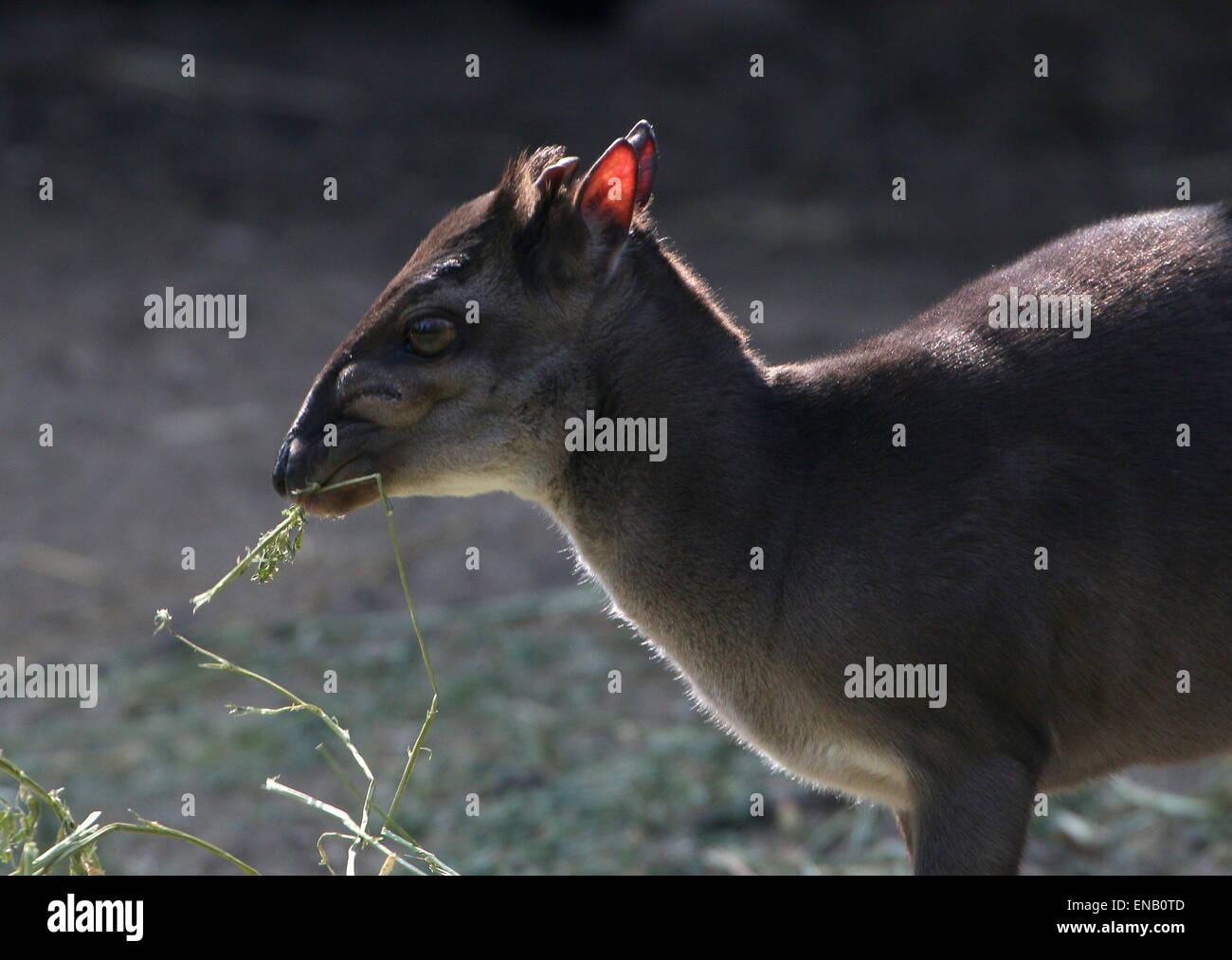 Reife Blue Duiker Antilope (Cephalophus Monticola) stammt aus Zentralafrika und im südlichen South Afrika Stockfoto