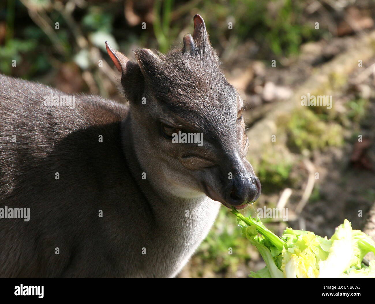 Nahaufnahme von eine Reife blau Antilope Duiker (Cephalophus Monticola) Essen Gemüse in Burgers Zoo, Arnheim, Niederlande Stockfoto