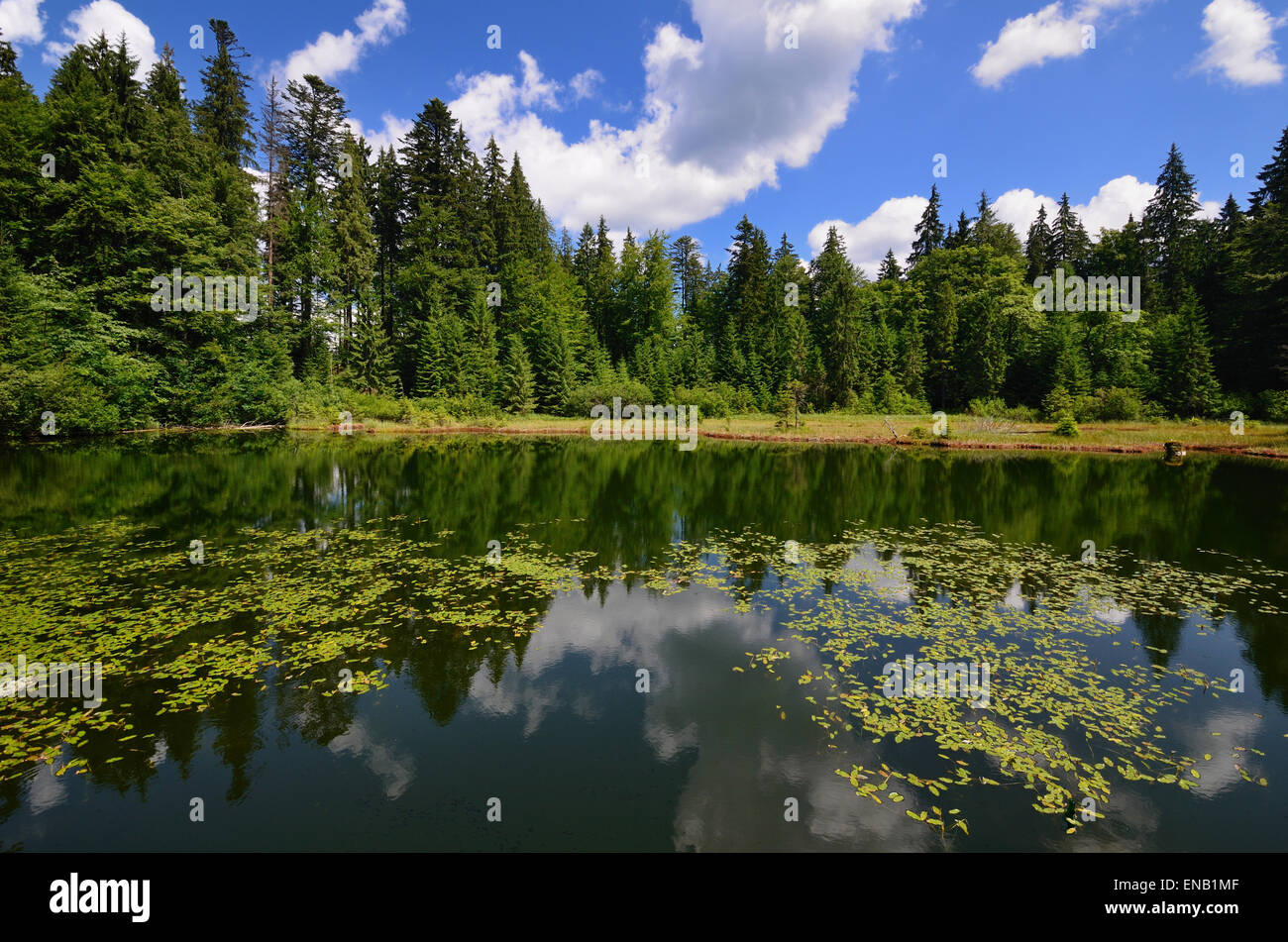 Ruhige See mit Seerosen und Wald im Wasser gespiegelt Stockfoto