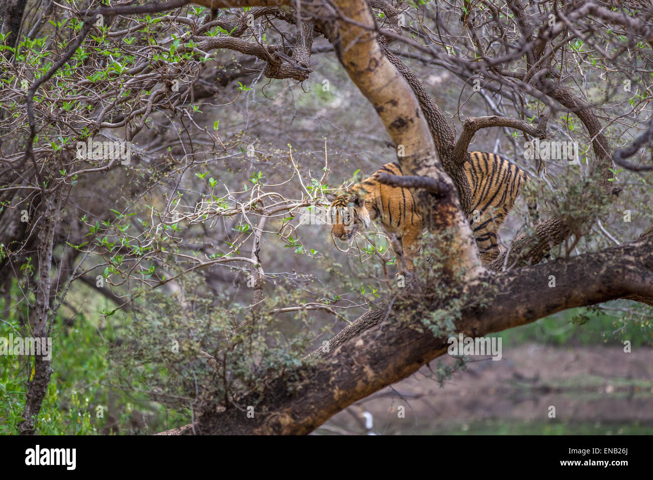 Ein Bengal Tiger rund 13 Monate alt Kletterbäume in Ranthambhore Wald, Indien. [Panthera Tigris] Stockfoto