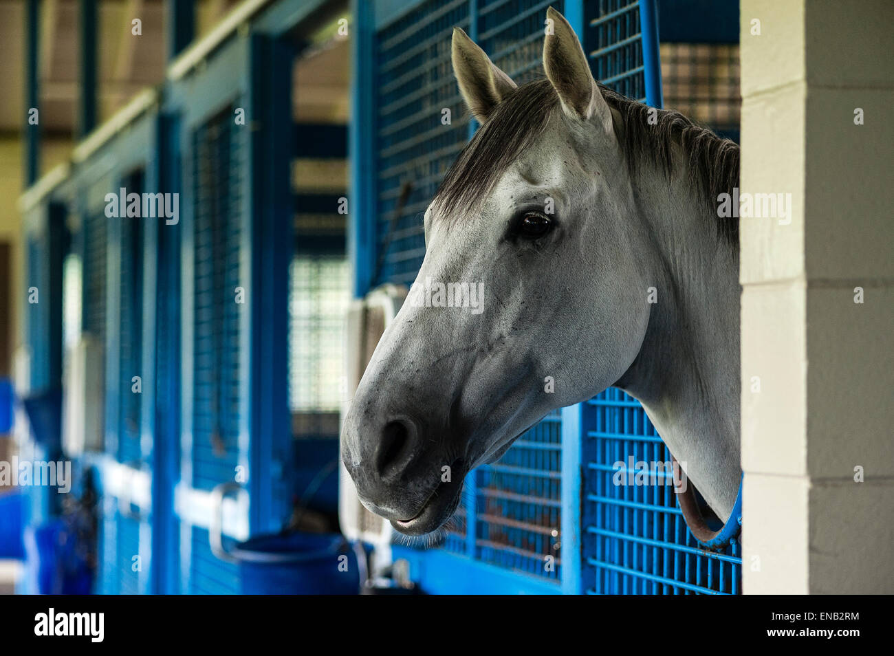 Rennpferd im Stall. Stockfoto