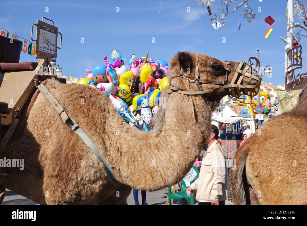 Dromedar, arabischen Kamel, Camelus Dromedarius auf internationale Messe zu vermieten, Andalusien, Spanien. Stockfoto