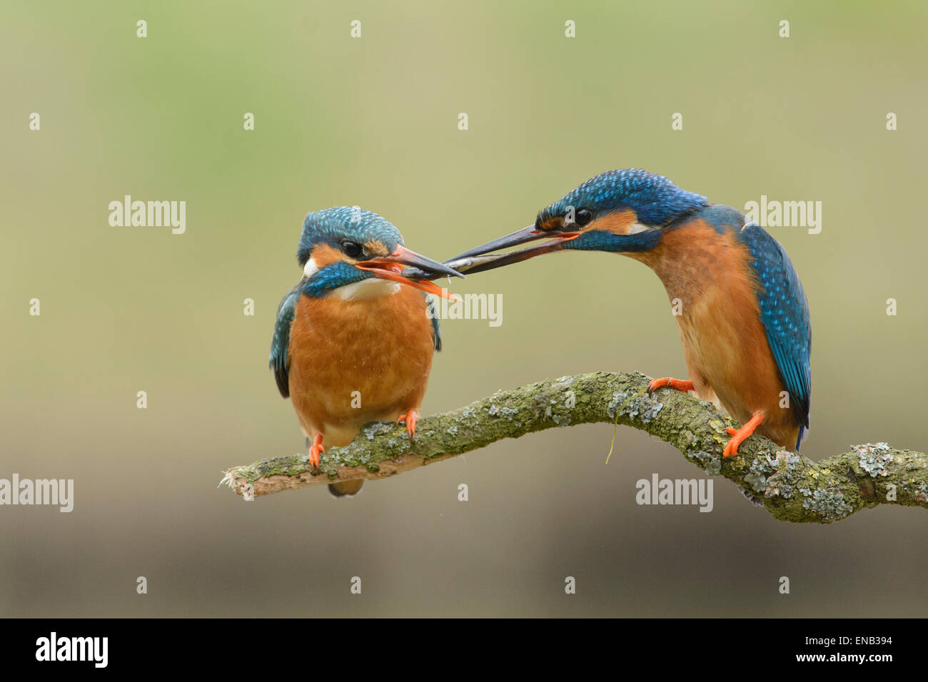 Balzverhalten von ein paar Eisvögel. Das Männchen bietet ein Fisch sein Weibchen. Stockfoto