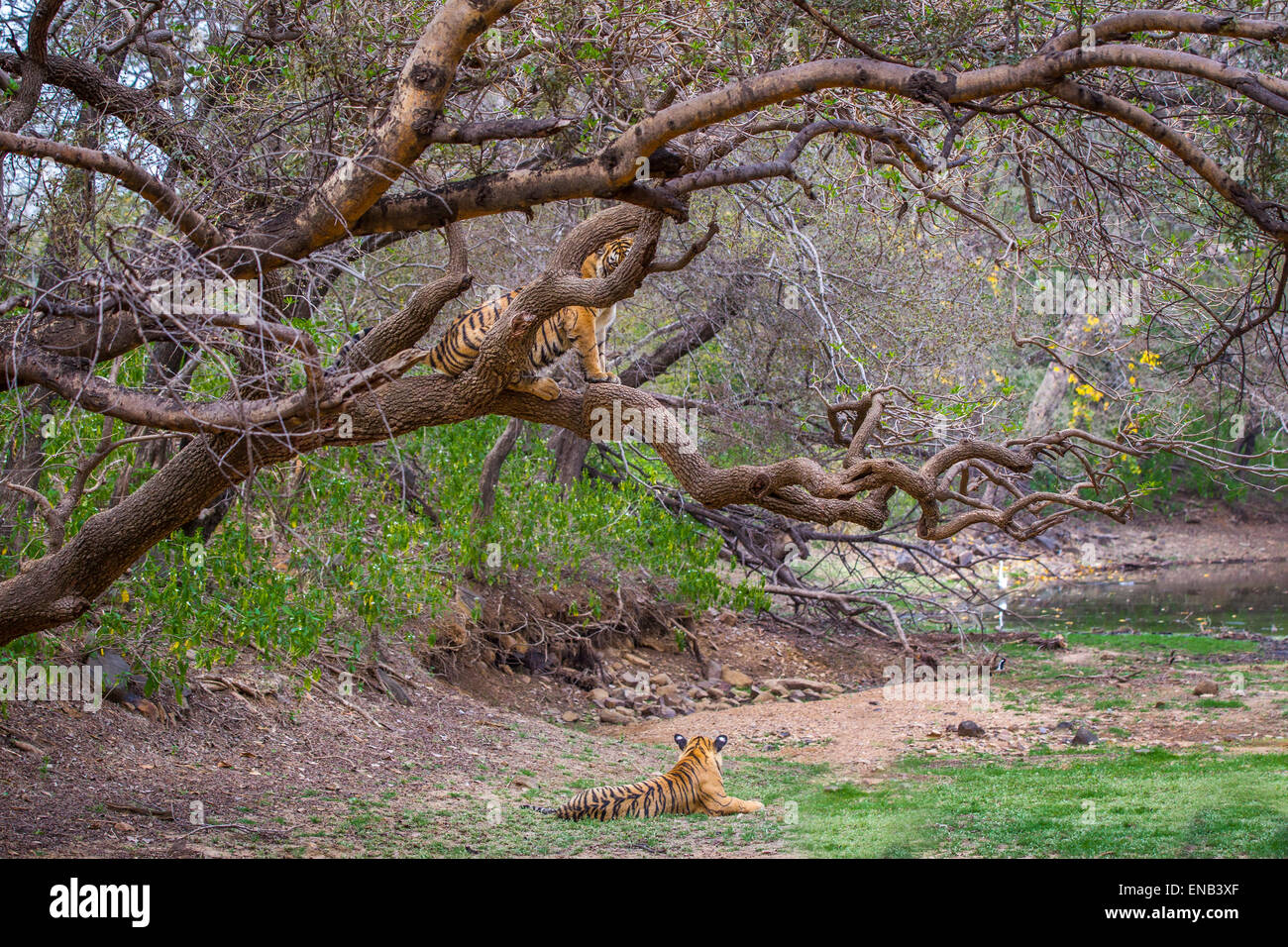 Ein Bengal Tiger Geschwister um 13 Monate alte kletterte auf einen Baum und ein weiterer Tiger auf dem Boden, Ranthambhore Wald. Stockfoto