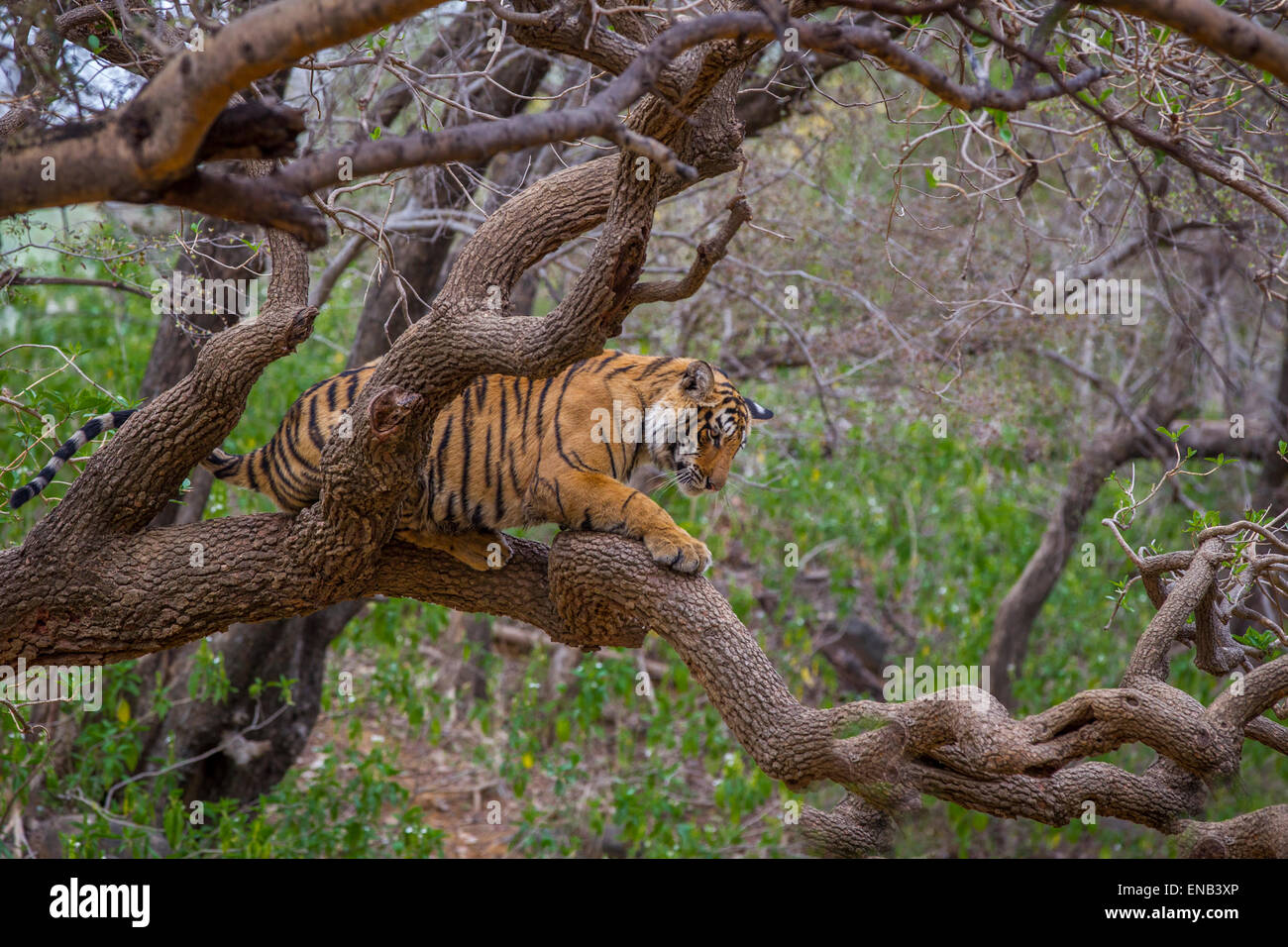 Ein Bengal Tiger rund 13 Monate alt kletterte auf einen Baum in Ranthambhore Wald, Indien. [Panthera Tigris] Stockfoto