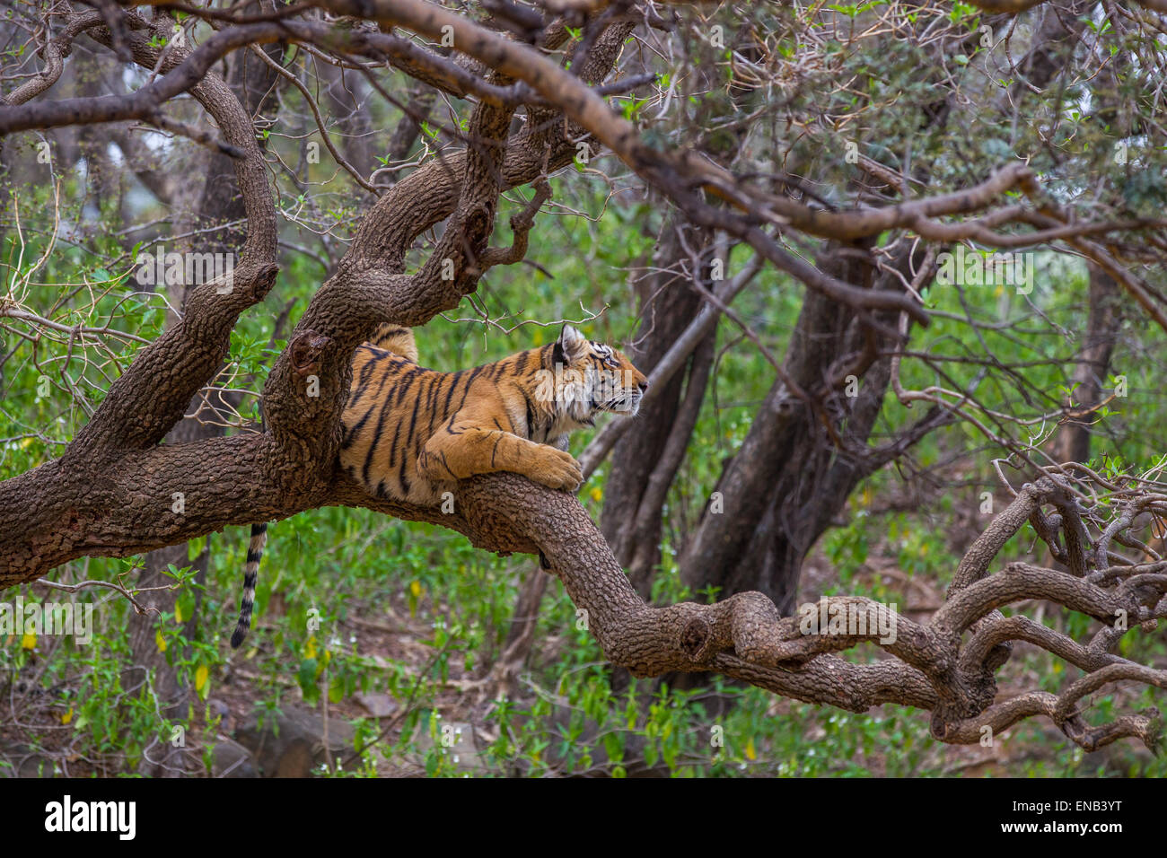 Ein Bengal Tiger Cub rund 13 Monate alt ruht auf einem Baum in Ranthambhore Wald, Indien. [Panthera Tigris] Stockfoto