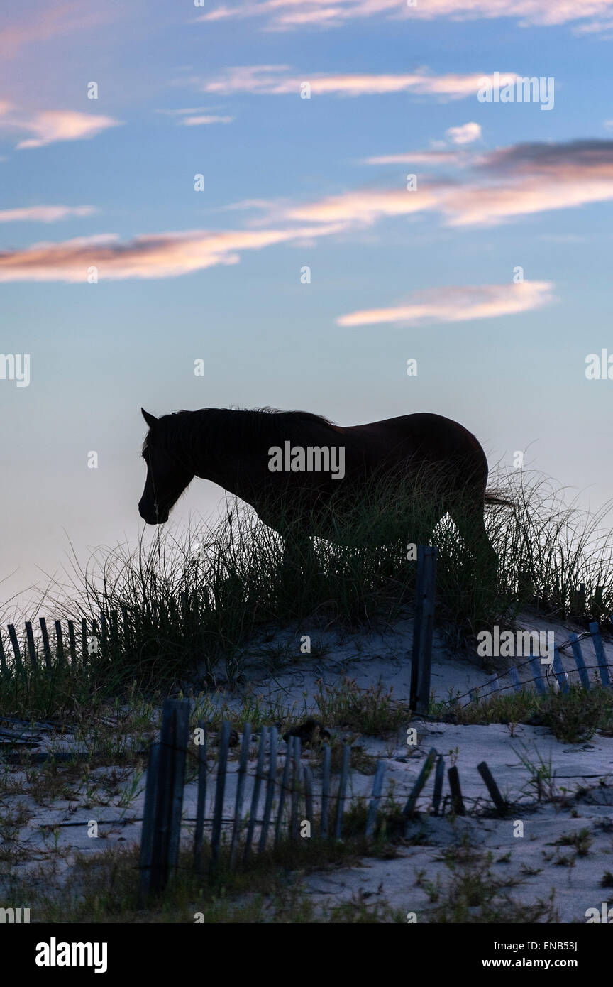 Wilder spanischer Mustang auf Düne, Outer Banks, North Carolina, USA Stockfoto