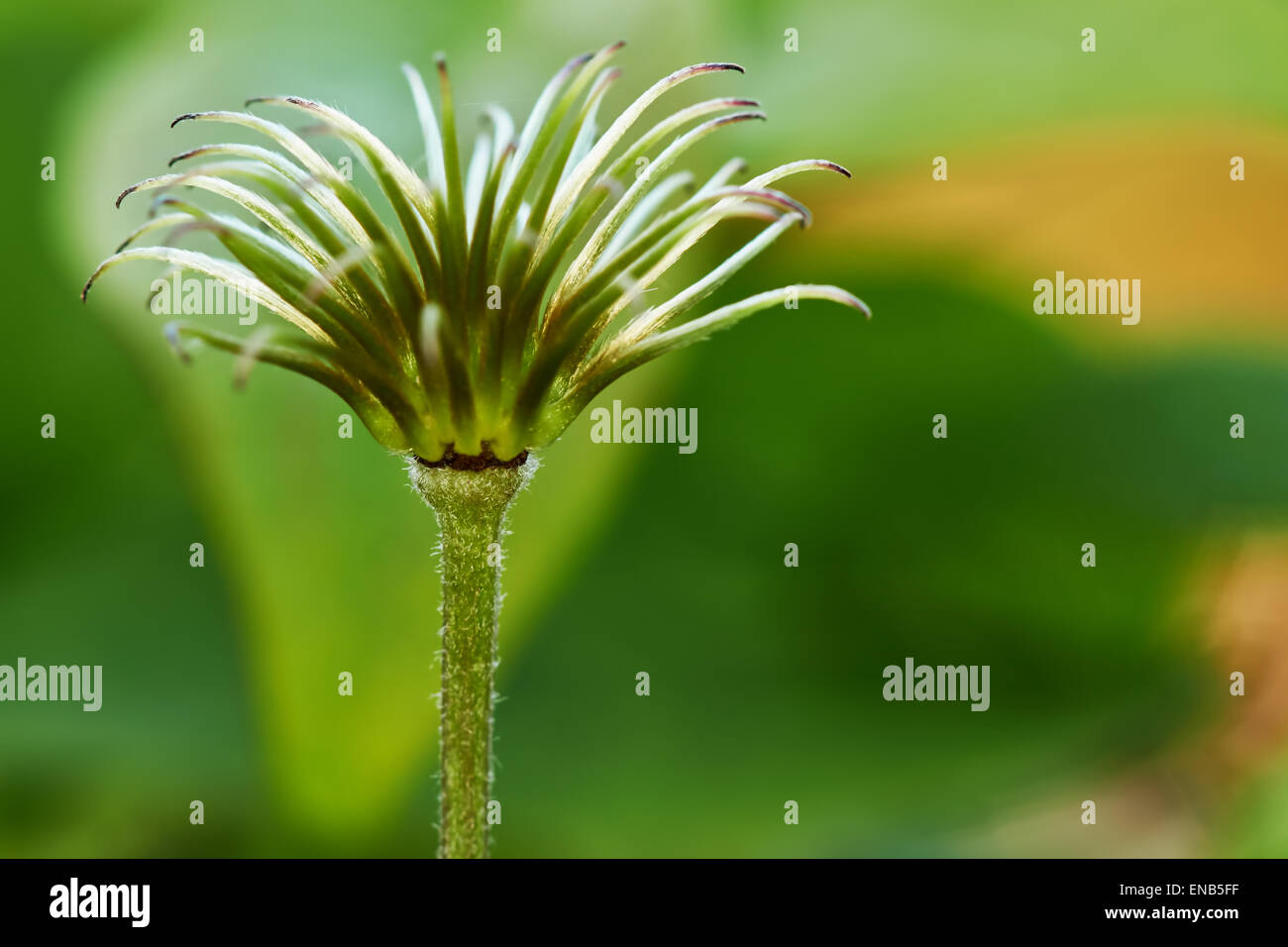 Jungen Trieb der Clematis im Garten Stockfoto