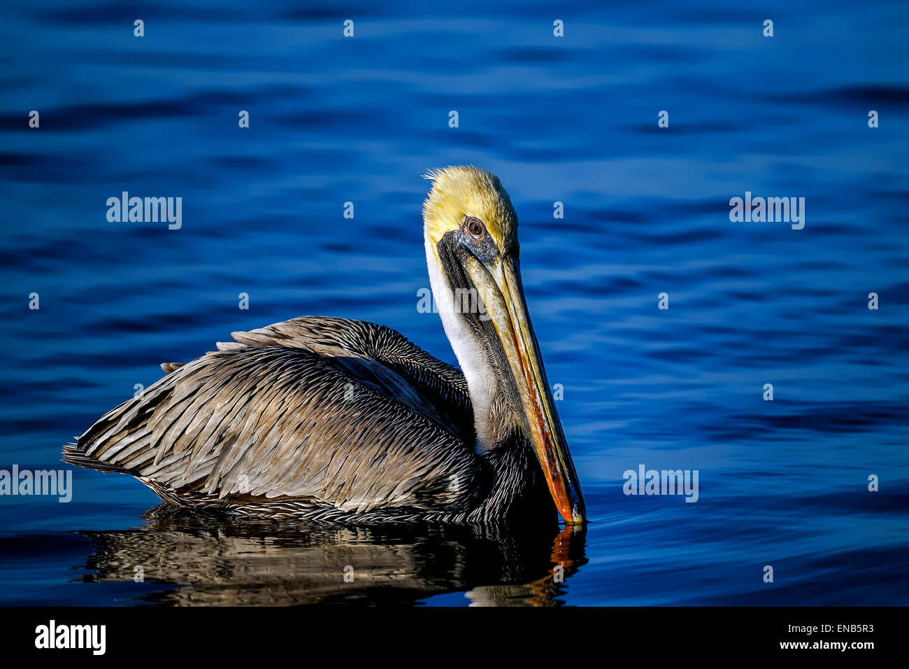brauner Pelikan, Pelecanus occidentalis Stockfoto