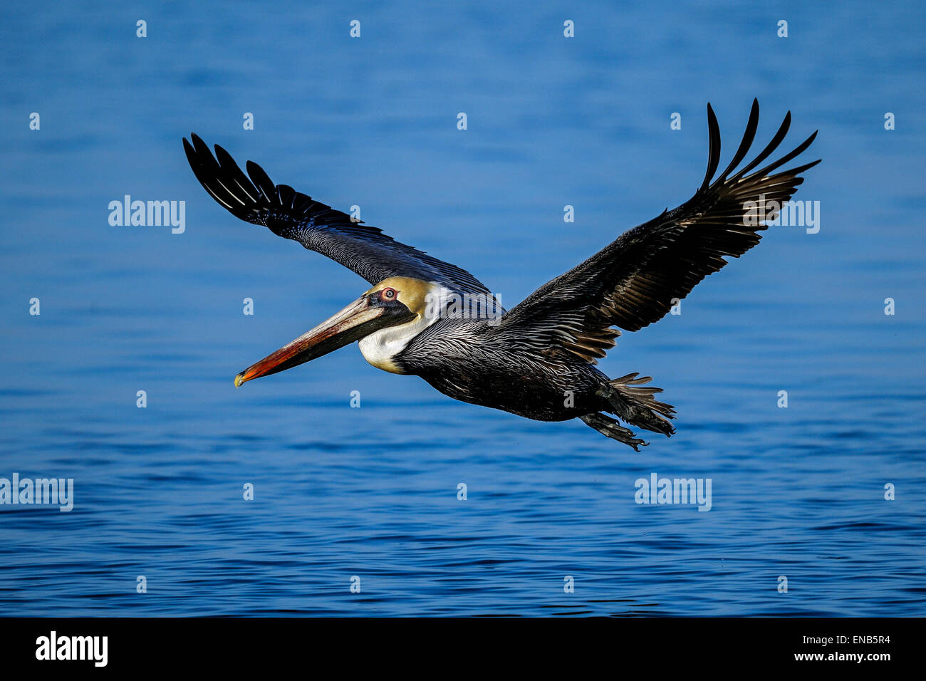 brauner Pelikan, Pelecanus occidentalis Stockfoto