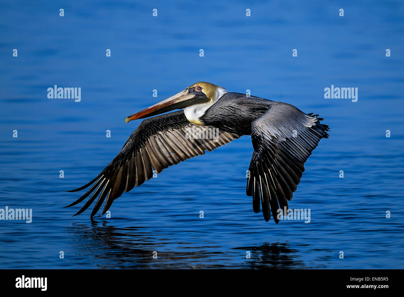 brauner Pelikan, Pelecanus occidentalis Stockfoto