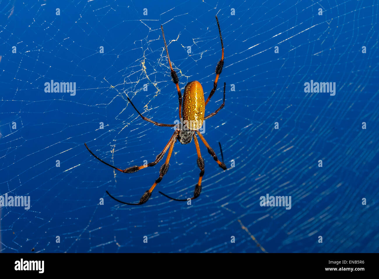 Golden Orb-Web-Spider, Nephila clavipes Stockfoto