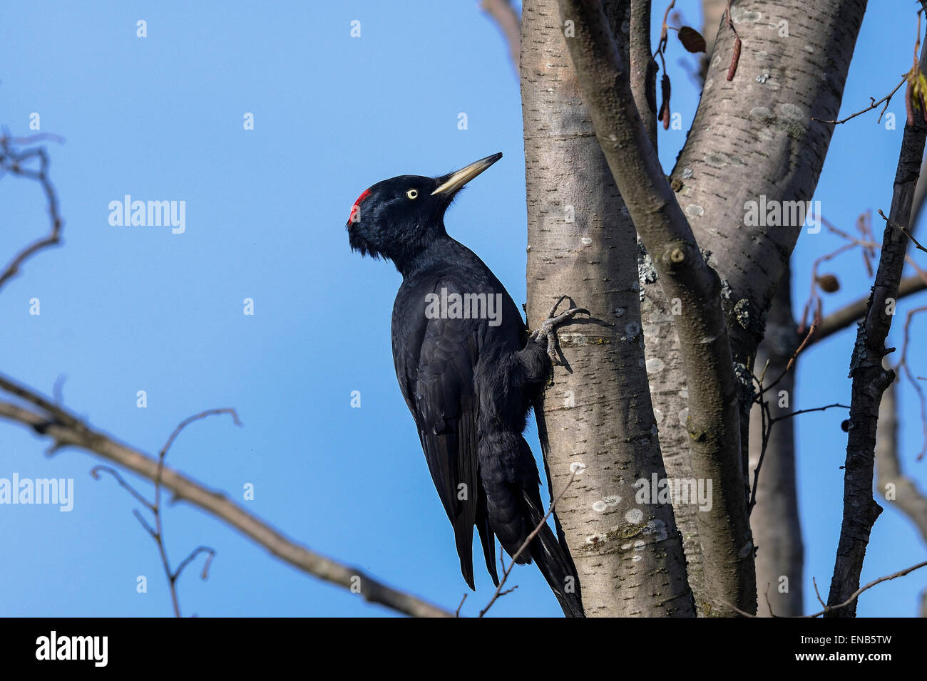 Schwarzspecht Dryocopus martius Stockfoto