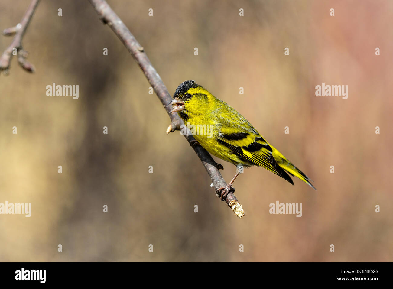 Eurasische Erlenzeisig, Zuchtjahr spinus Stockfoto