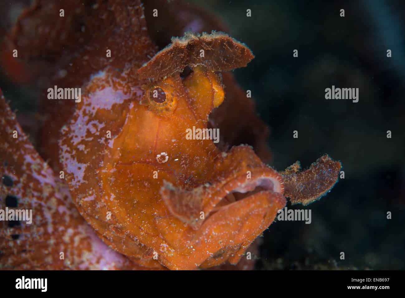 Das Porträt einer schönen roten weedy Rhinopia von Kalabahi Bucht, Alor, Indonesien Stockfoto